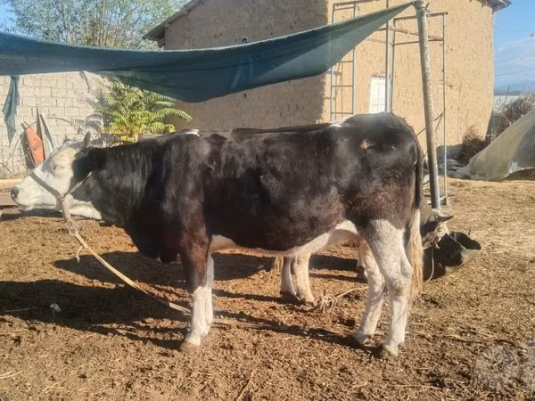 Kuh, Russian Black pied cattle