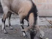 Cabro, Nubian Goat — foto 2