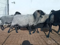 Oveja, Romanov sheep — foto 2