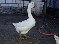 Geese — الصورة 1