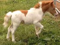 Mare, Miniature horse — photo 3