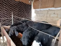 Schafe (Partie, Geschlecht nicht angegeben), Blackheaded Persian sheep — Foto 3