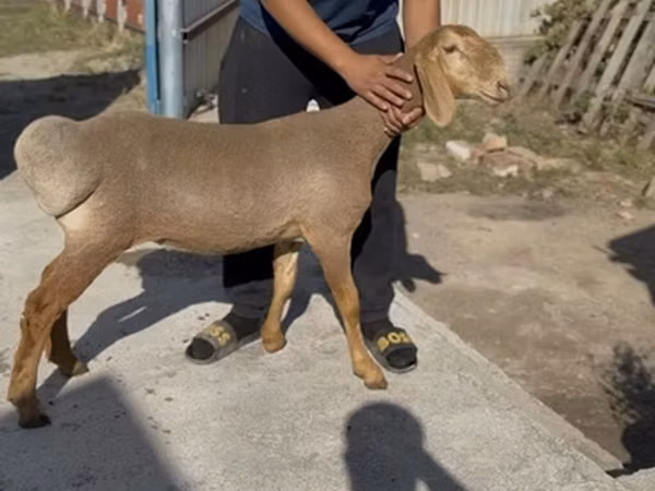 نعجة, Karakul sheep