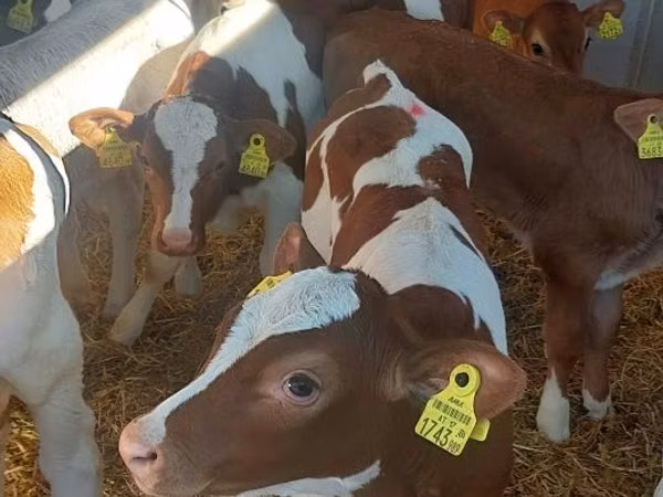 मवेशी (लॉट, लिंग निर्दिष्ट नहीं), Simmental cattle