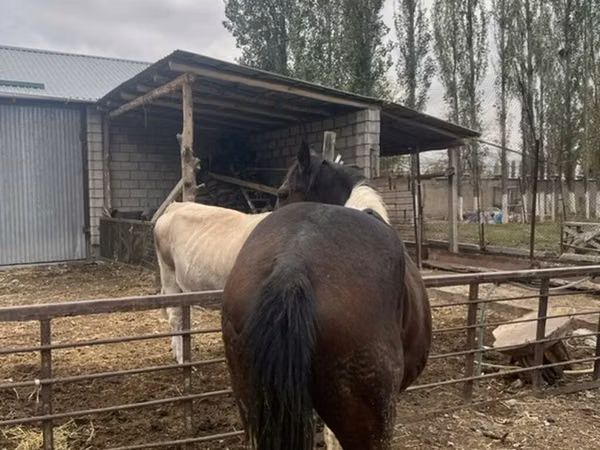 Horse (M), Horses