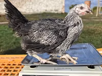 Chickens — फ़ोटो 2