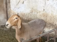 Oveja, Arashan sheep — foto 3