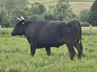 Kuh, Wagyu — Foto 6