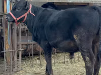 Bulle, Aberdeen-Angus — Foto 8