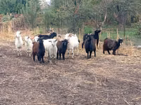 Ziege, Alpine goat — Foto 2