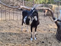 Ziege, Toggenburg goat — Foto 8
