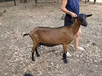 عنزة, Alpine goat — الصورة 1