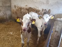 Bulle, Simmental cattle — Foto 2