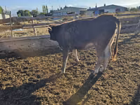 Cow, Swiss cattle — photo 4