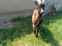 Ziege, Czech Brown Shorthaired goats — Foto 2
