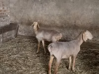 نعجة, Hissar sheep — الصورة 1
