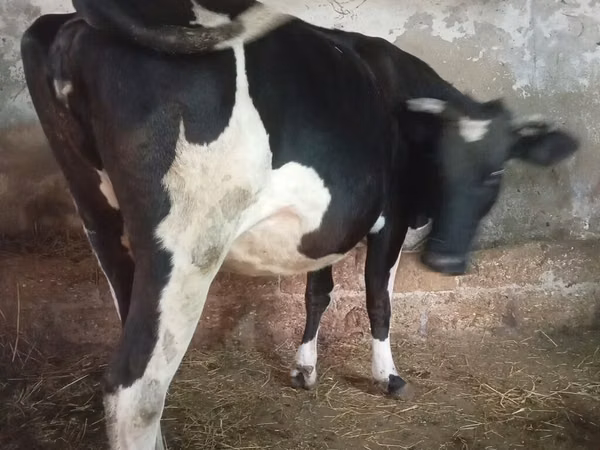 गाय, Russian Black pied cattle