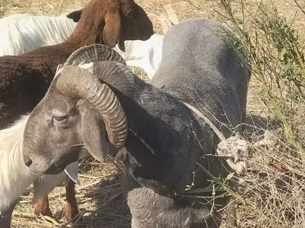 Widder, Arabi sheep