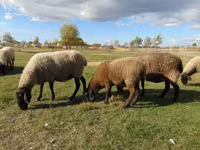 Sheep, Tsigai sheep — photo 2