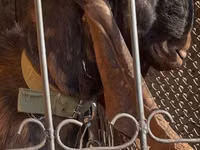 Ziege, Kamori goats — Foto 2
