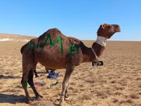 Camel, Arvana camel — photo 2