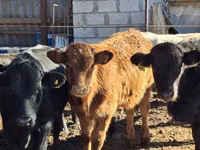 Bulle, Aberdeen-Angus — Foto 4