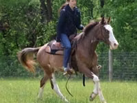 Horse (M), Pinto horses — photo 6