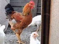 Chickens — الصورة 3