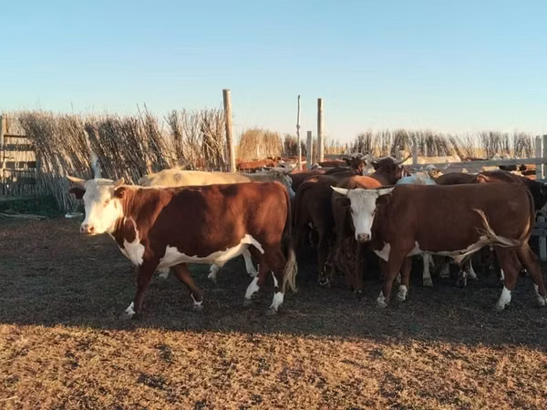 सांड, Simmental cattle