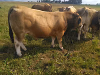 Bulle, Aubrac cattle — Foto 5
