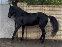 Horse (M), Karachay horse — photo 2