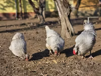 Araucana — photo 2