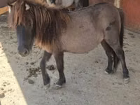 Mare, Shetland Pony — photo 7