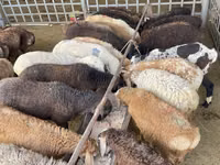 Schaf, Krasnoyarsk sheep — Foto 4