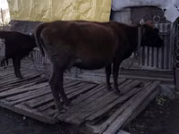 Cow, Kian cow — photo 2
