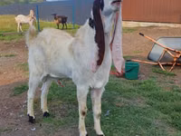 Cabro, Gulabi goats — foto 5