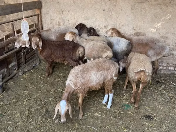 Oveja, Ovejas