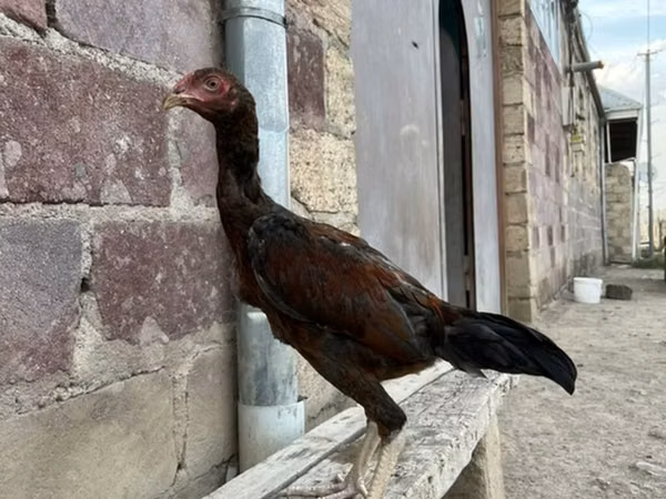 أستراليان غيم