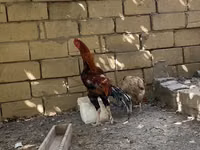 دجاج شمو — الصورة 5