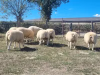 Widder, Texel sheep — Foto 3