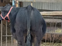 Bulle, Aberdeen-Angus — Foto 7