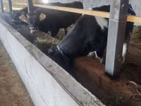 Toro, Ganado vacuno — foto 5