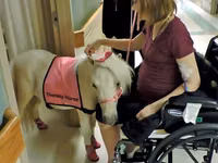 فرس, Miniature horse — الصورة 1