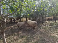 Widder, Tsigai sheep — Foto 2