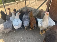 أميروكانا — الصورة 2