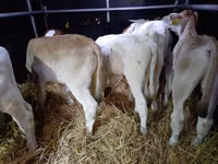 Bulle, Simmental cattle — Foto 3