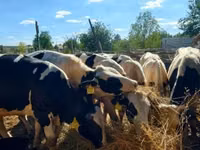 Bull, Russian Black pied cattle — photo 1