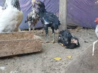 Brahma — foto 2