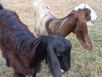 Ziege, Damask goat — Foto 2