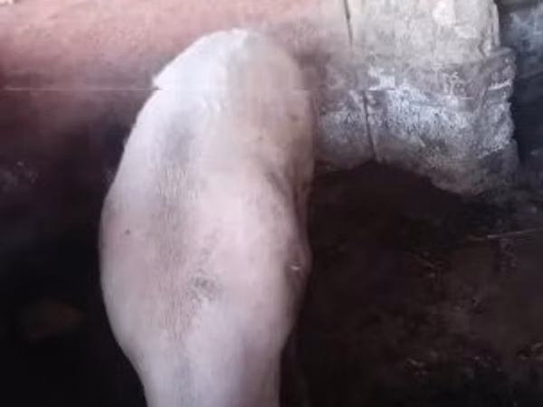 Cerdos (lote, sexo no especificado), 